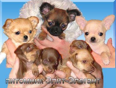 Чихуахуа и Русский Т...