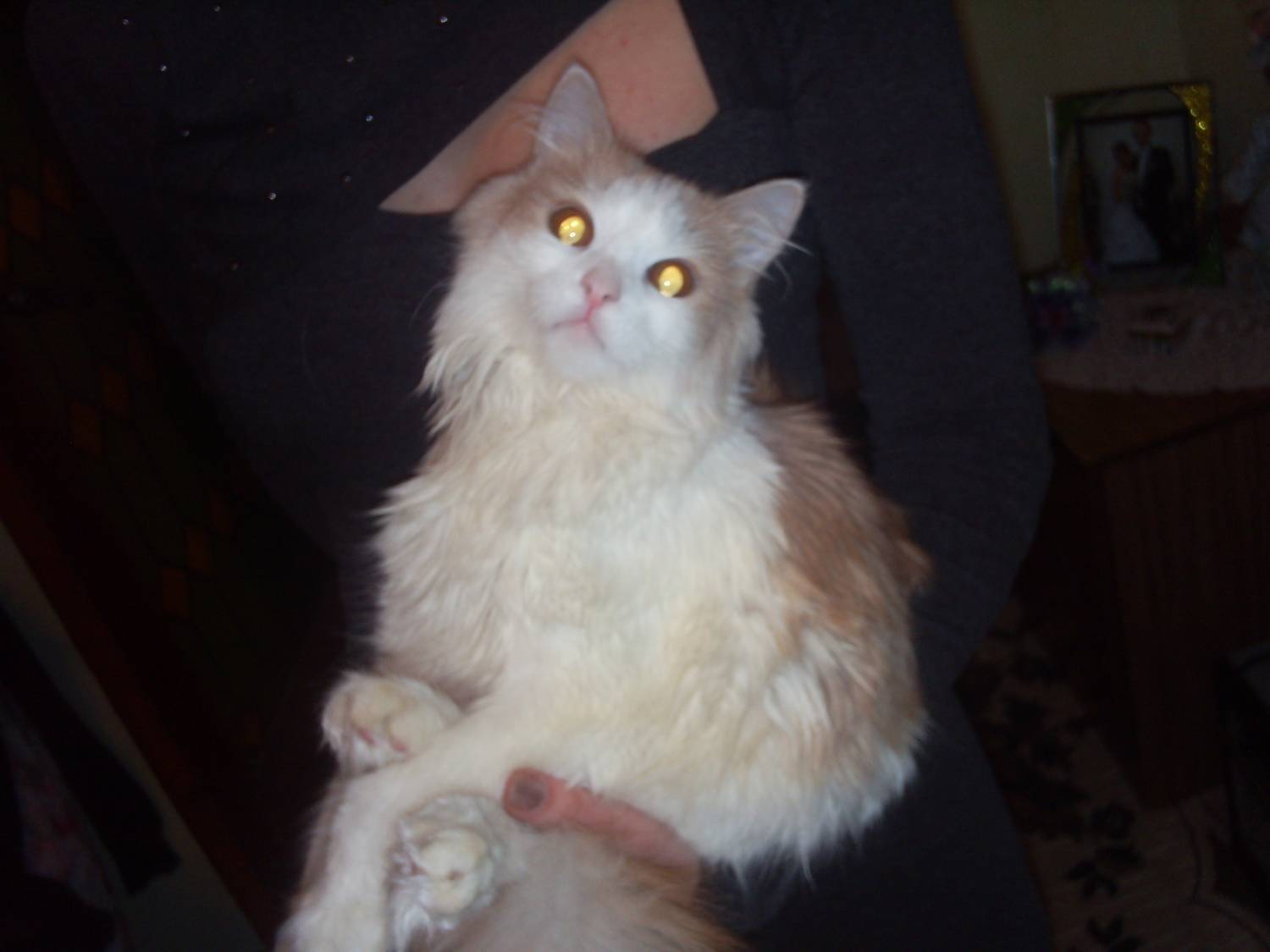 бесплатно кошка