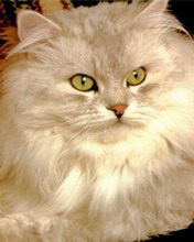 кот бесплатно