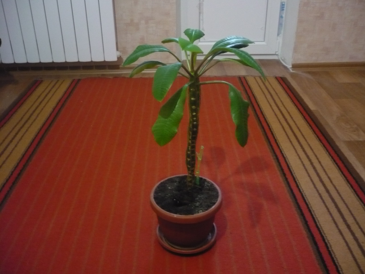 Отдам цветок!